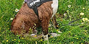 Scooby-Doo participe au concours pour gagner de l'argent avec cette photo : animal, brindle, canine, daytime, dog, field, flora, grass, greenery, happy, harness, meadow, nature, outdoor, pet, sitting, summer, white_flowers, wildflowers, yellow_flowers