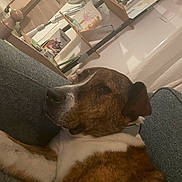 Scooby-Doo participe au concours pour gagner de l'argent avec cette photo : artwork, brown, canine, collar, comfort, couch, cozy, dog, domestic_animal, fan, furniture, home, indoor, living_room, pet, relaxed, resting, shelf, sleepy, white