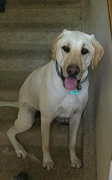 Lucky joined the competition — help win amazing prizes! beagador, canidae, carnivore, companion_dog, dog, dog_breed, fawn, golden_retriever, hunting_dog, labrador_retriever, mammal, rare_breed_dog, retriever, snout, sporting_group, tail, vertebrate