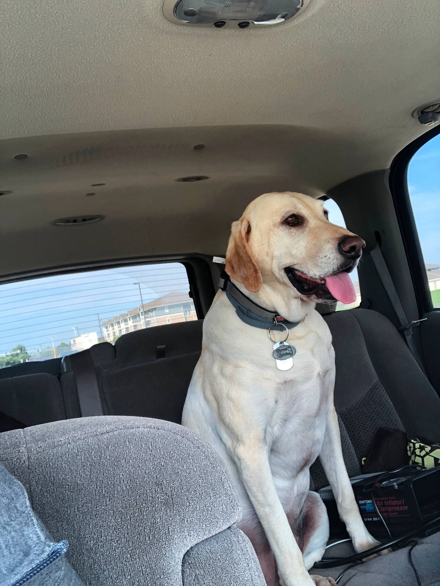 Lucky joined the competition — help win amazing prizes! auto_part, canidae, car, car_seat, carnivore, companion_dog, dog, dog_breed, family_car, hunting_dog, labrador_retriever, mammal, retriever, snout, sporting_group, vehicle, vehicle_door