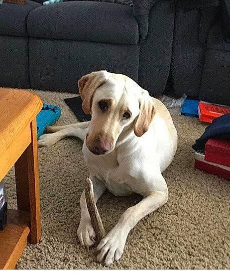 Lucky is registered to the contest to win money with this photo: beagador, canidae, carnivore, companion_dog, dog, dog_breed, fawn, hunting_dog, labrador_retriever, mammal, pointer, puppy, retriever, sporting_group, tail, vertebrate