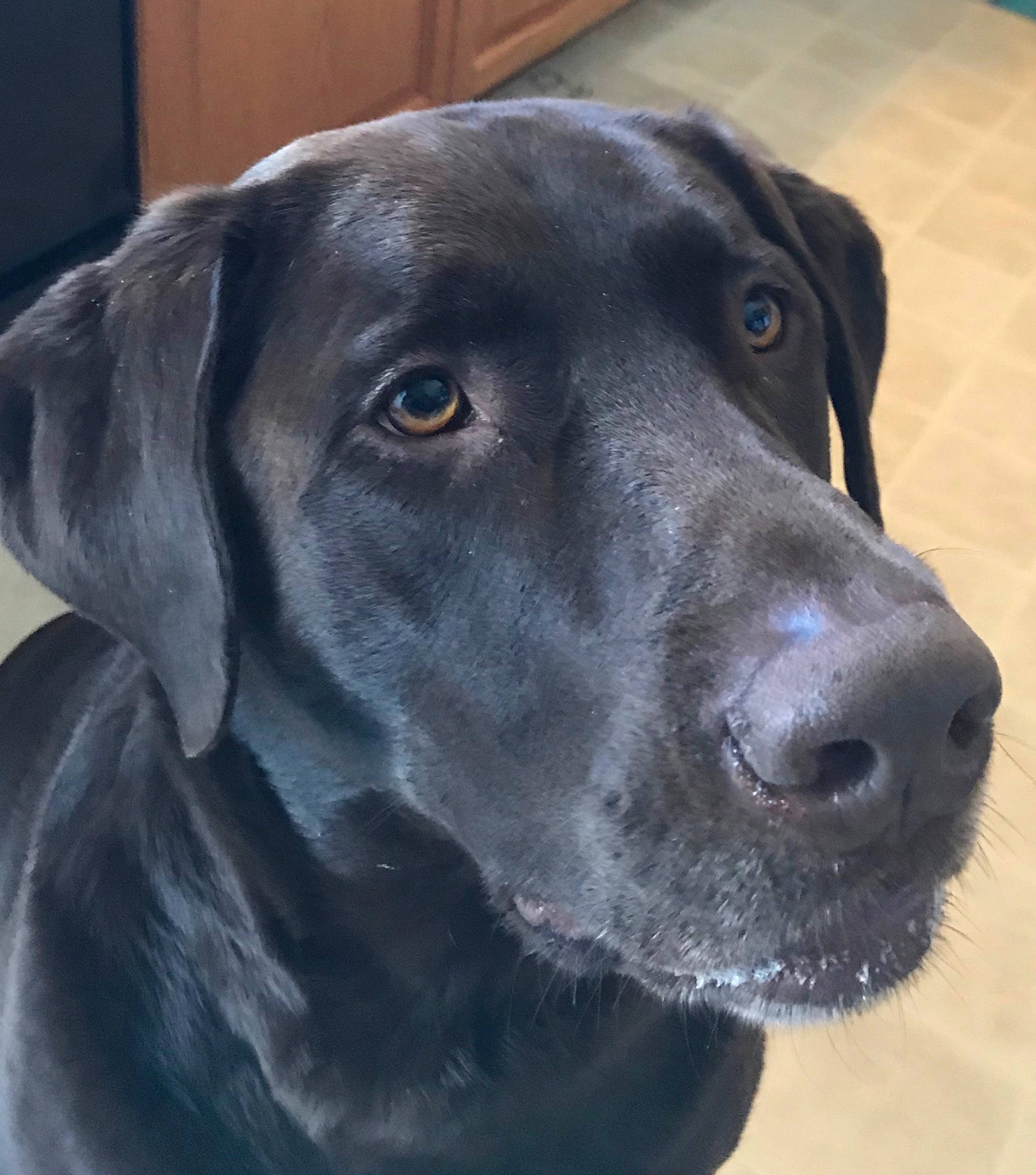 Brandy joined the competition — help win amazing prizes! beagador, blue_lacy, borador, canidae, carnivore, dog, dog_breed, flat_coated_retriever, hunting_dog, labrador_retriever, mammal, nose, patterdale_terrier, pointing_breed, retriever, snout, sporting_group, vertebrate, whiskers