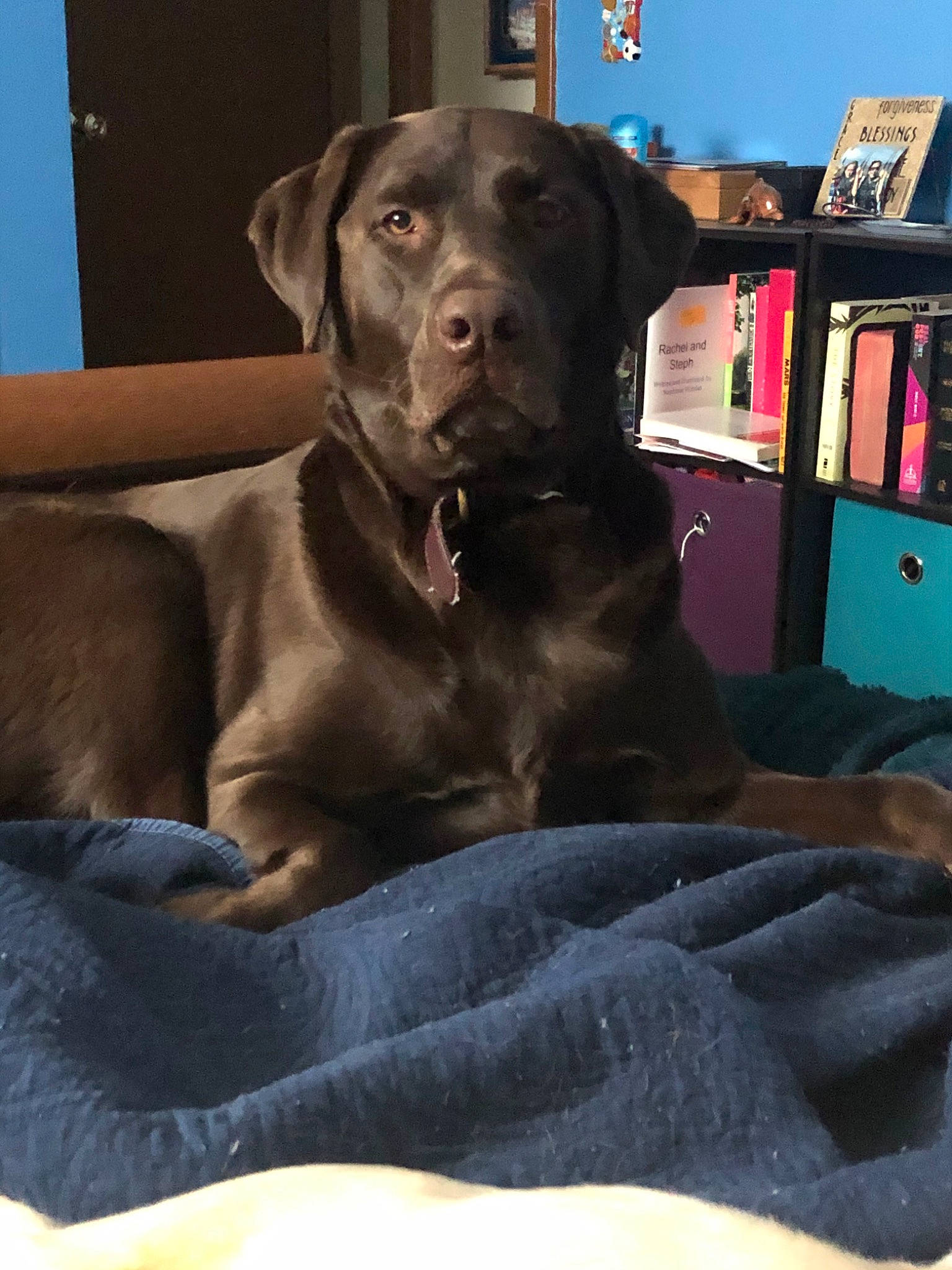 Brandy is registered to the contest to win money with this photo: beagador, borador, canidae, carnivore, companion_dog, dog, dog_breed, fawn, labrador_retriever, mammal, pointing_breed, puppy, retriever, snout, sporting_group