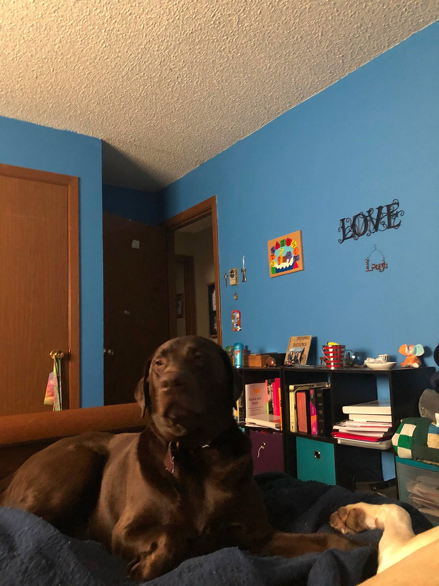 Brandy joined the competition — help win amazing prizes! canidae, carnivore, dog, dog_breed, fawn, furniture, guard_dog, interior_design, labrador_retriever, room, sporting_group