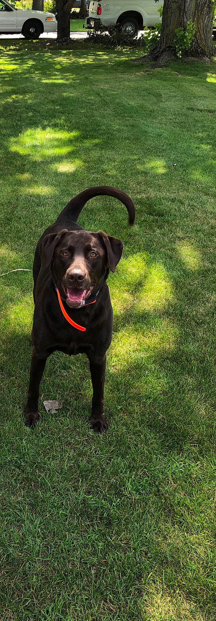 Brandy is registered to the contest to win money with this photo: borador, canidae, carnivore, companion_dog, dog, dog_breed, dog_collar, grass, gun_dog, hunting_dog, labrador_retriever, mammal, plant, pointing_breed, retriever, snout, sporting_group, tail