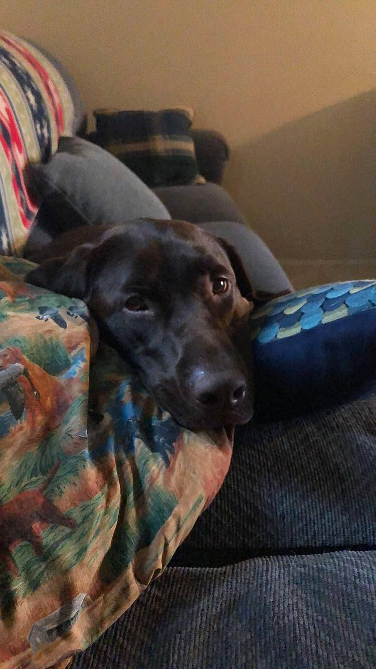 Brandy is registered to the contest to win money with this photo: beagador, canidae, carnivore, companion_dog, dog, dog_breed, furniture, labrador_retriever, pointer, retriever, snout, sporting_group