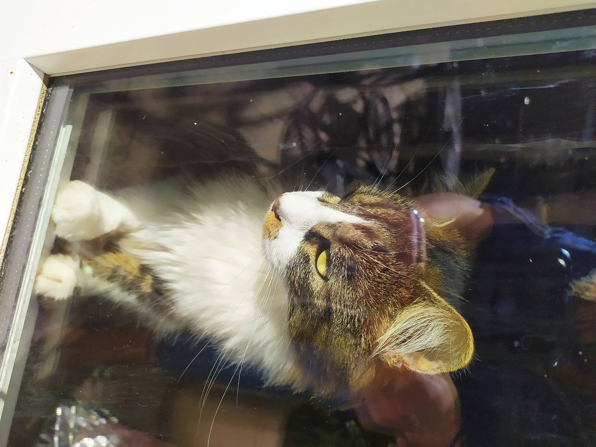 Delta participe au concours pour gagner de l'argent avec cette photo : art, carnivore, cat, claw, domestic_short_haired_cat, felidae, fur, glass, paw, picture_frame, rectangle, small_to_medium_sized_cats, tail, terrestrial_animal, visual_arts, whiskers, window