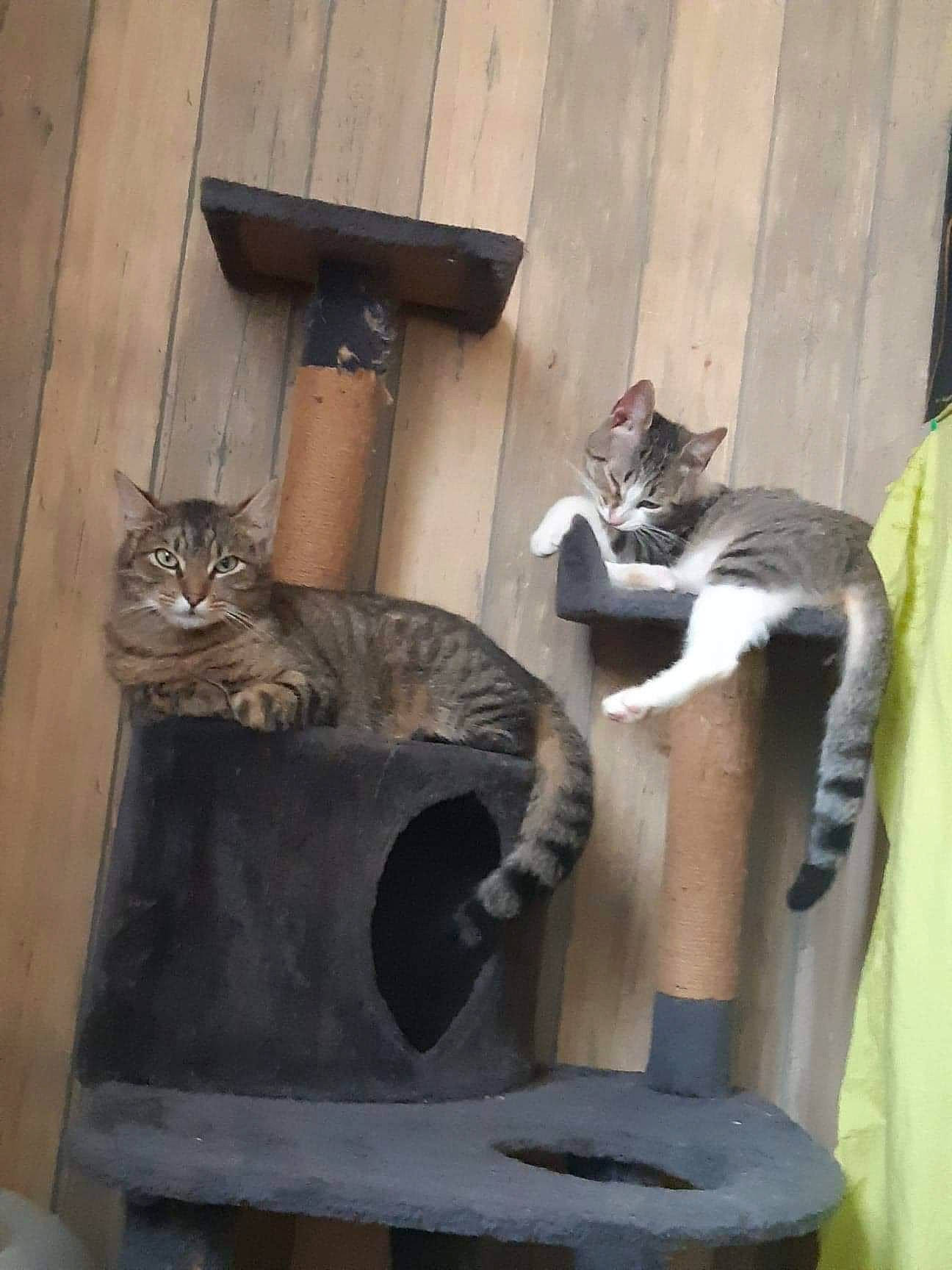 Dahlia participe au concours pour gagner de l'argent avec cette photo : art, carnivore, cat, cat_furniture, cat_supply, domestic_short_haired_cat, felidae, fur, grey, hardwood, pet_supply, small_to_medium_sized_cats, tail, whiskers, wood