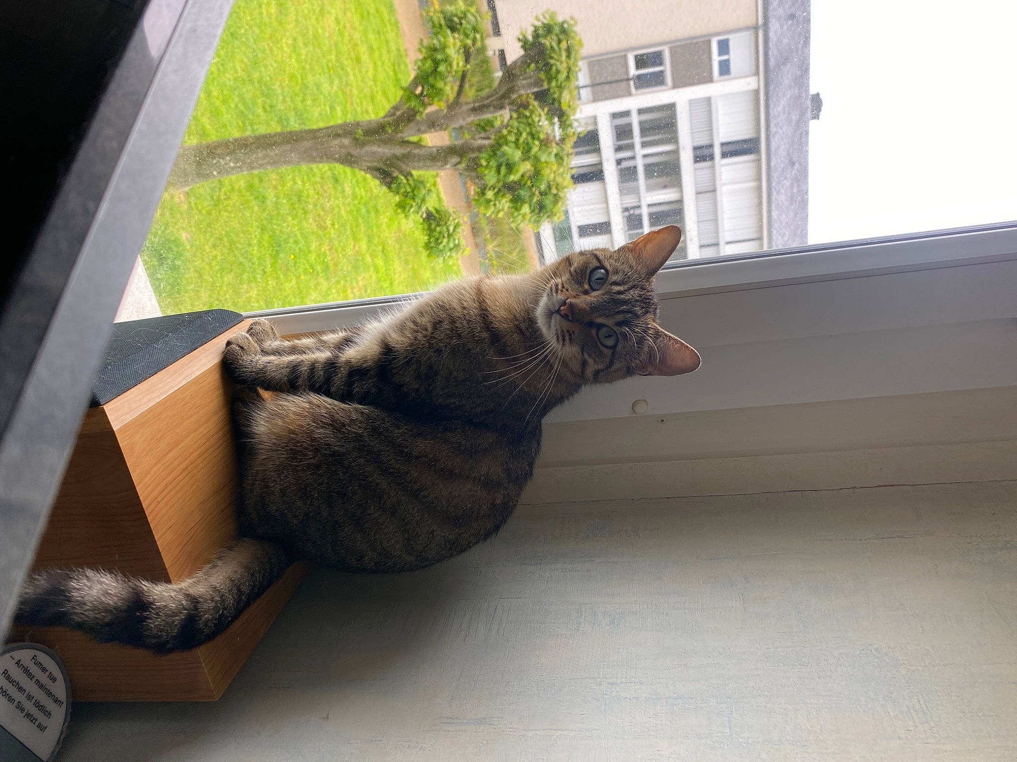 Dahlia a rejoint le concours — aidez-le/la à gagner de superbes lots ! building, carnivore, cat, comfort, domestic_short_haired_cat, fawn, felidae, flooring, fur, grass, hardwood, houseplant, plant, roof, small_to_medium_sized_cats, tail, tree, whiskers, window, wood