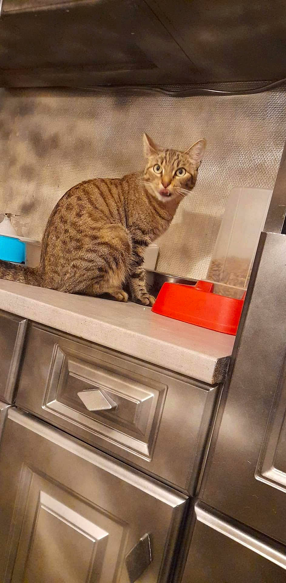 Dahlia a rejoint le concours — aidez-le/la à gagner de superbes lots ! cabinetry, carnivore, cat, cat_supply, domestic_short_haired_cat, felidae, fur, home_appliance, kitchen, kitchen_appliance, major_appliance, rectangle, room, shelving, small_to_medium_sized_cats, snout, tail, whiskers, window, wood