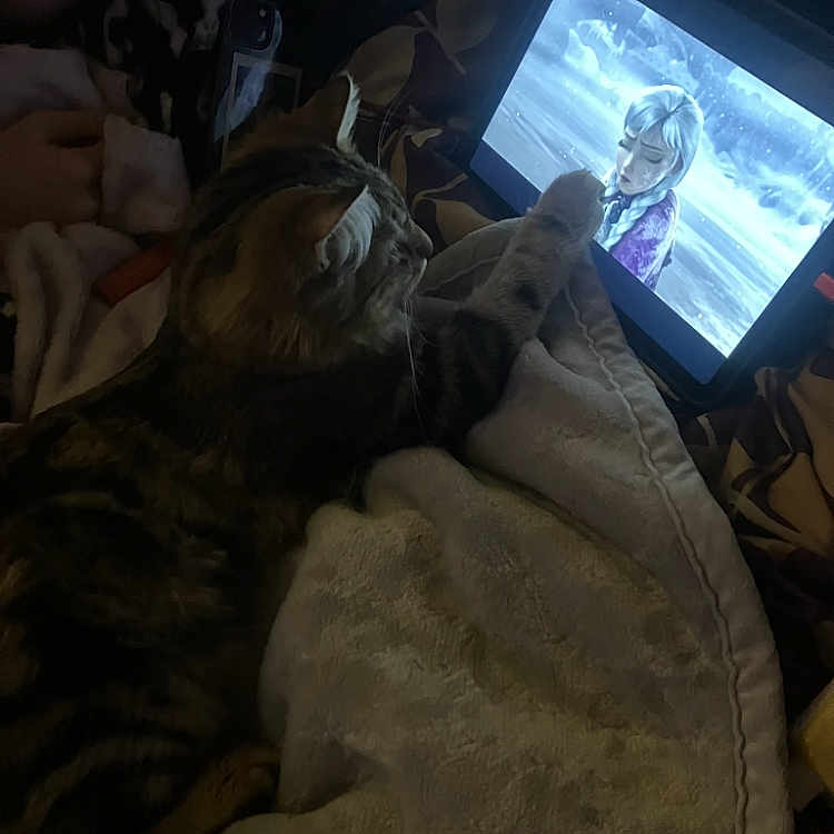 Dexter is registered to the contest to win money with this photo: adult, animal, baby, cat, computer, computerhardware, electronics, face, female, hardware, head, laptop, monitor, pc, person, pet, screen, tabletcomputer, tv, woman