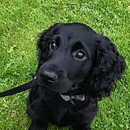 Ziggy joined the competition — help win amazing prizes! adorable, animal, black_dog, bow_tie, canine, collar, cute, dog, eyes, fur, grass, greenery, leash, nature, outdoor, pet, portrait, puppy, sitting, young_dog