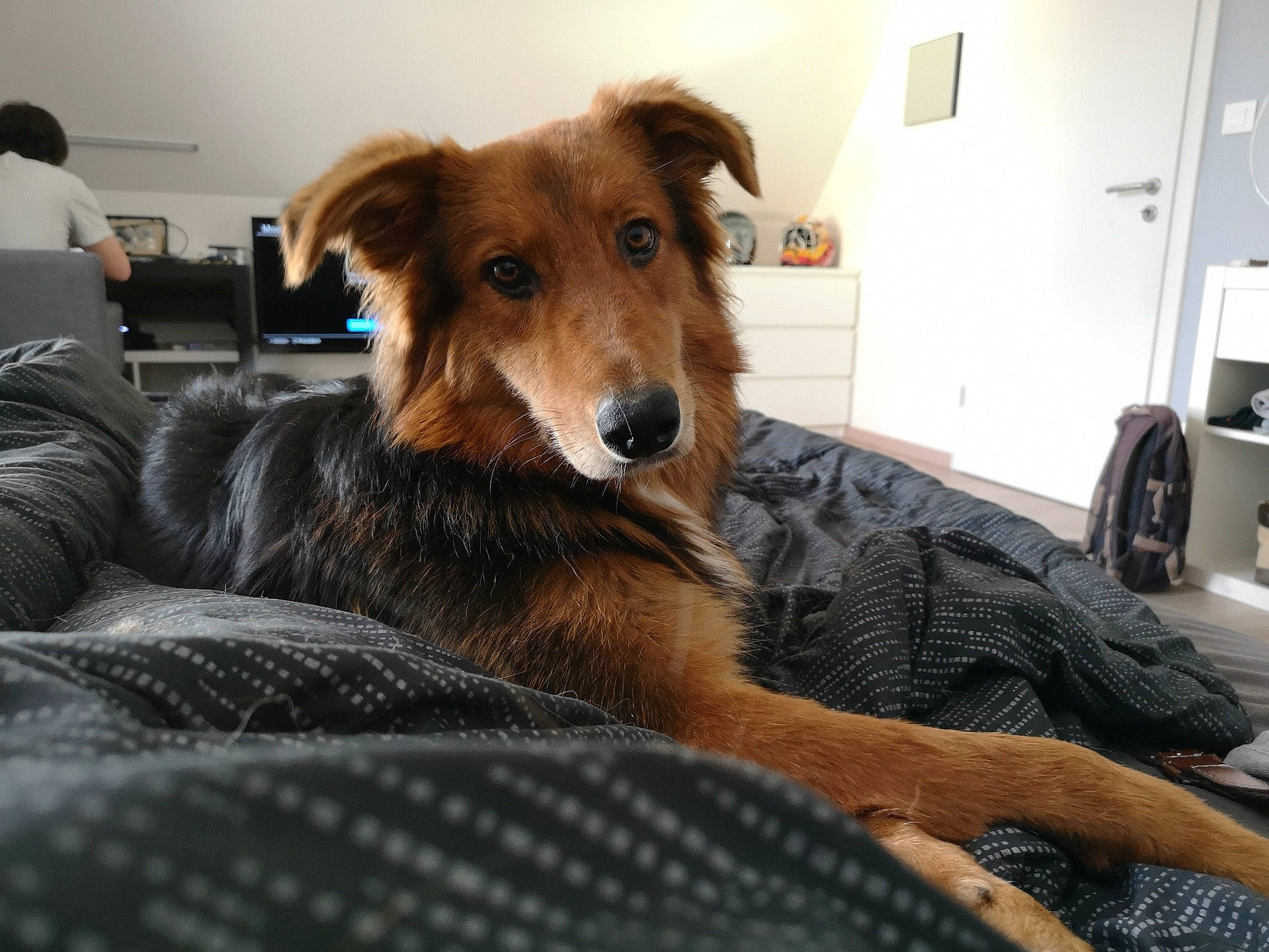 Kiera participe au concours pour gagner de l'argent avec cette photo : basque_shepherd_dog, canidae, carnivore, companion_dog, dog, dog_breed, mammal, snout, sporting_group, vertebrate