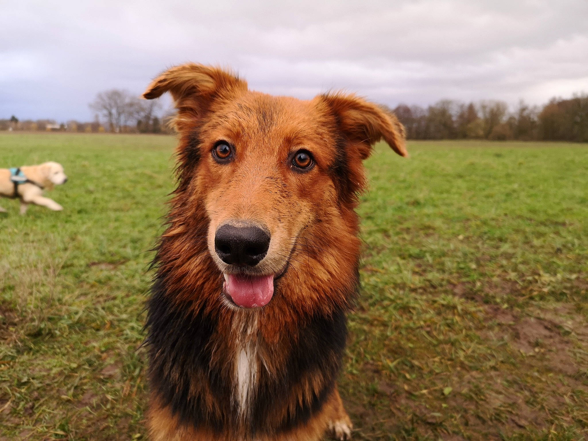 Kiera participe au concours pour gagner de l'argent avec cette photo : aidi, basque_shepherd_dog, canidae, carnivore, companion_dog, dog, dog_breed, english_shepherd, grass, mammal, nova_scotia_duck_tolling_retriever, sporting_group, vertebrate, working_dog