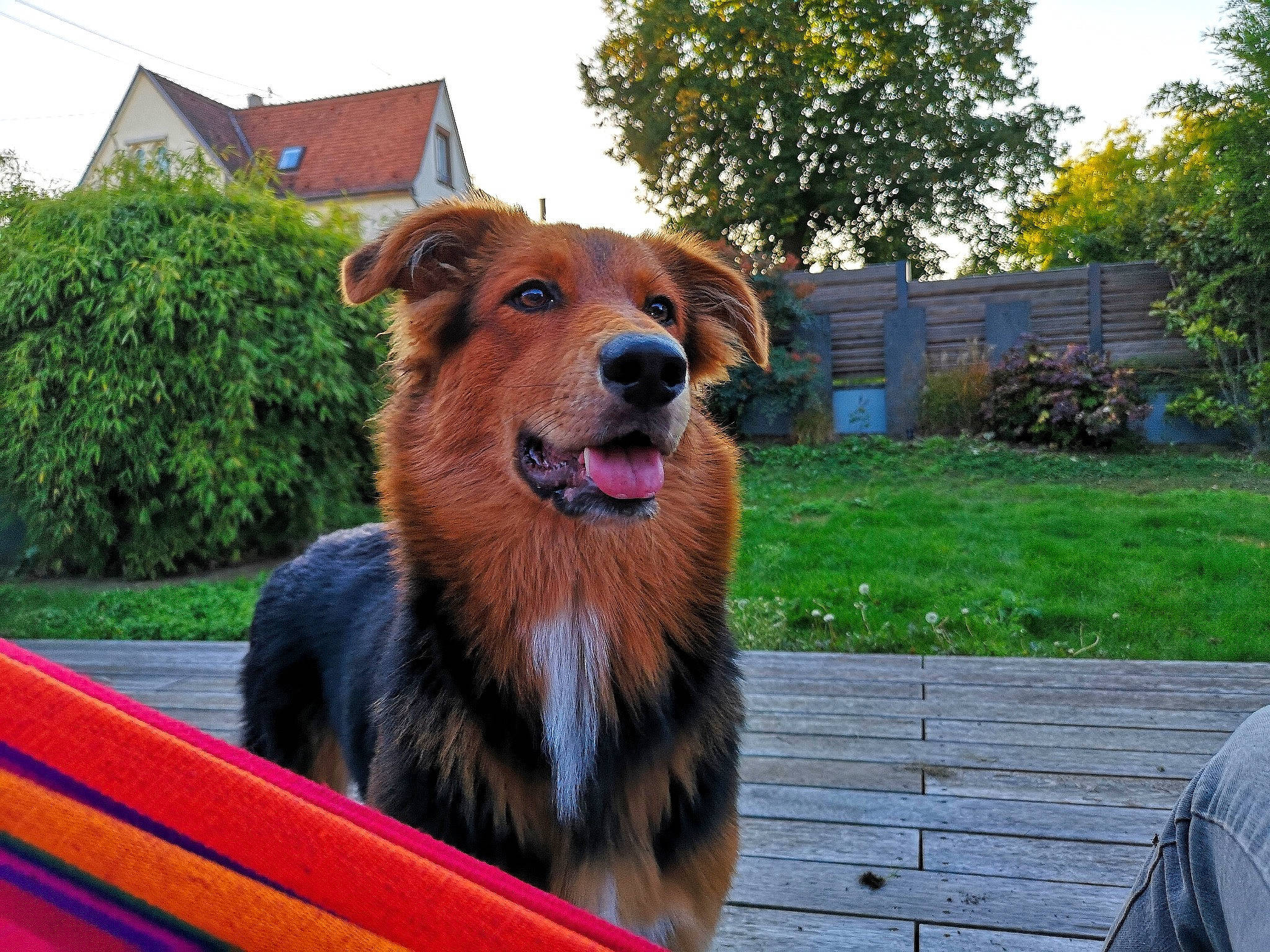 Kiera participe au concours pour gagner de l'argent avec cette photo : basque_shepherd_dog, canidae, carnivore, companion_dog, dog, dog_breed, mammal, sporting_group, vertebrate, working_dog