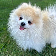 Jaxx joined the competition — help win amazing prizes! adorable, animal, canine, companion, cute, dog, fluffy, friendly, fur, grass, happy, mammal, nature, outdoor, pet, playful, pomeranian, portrait, small_dog, tongue_out