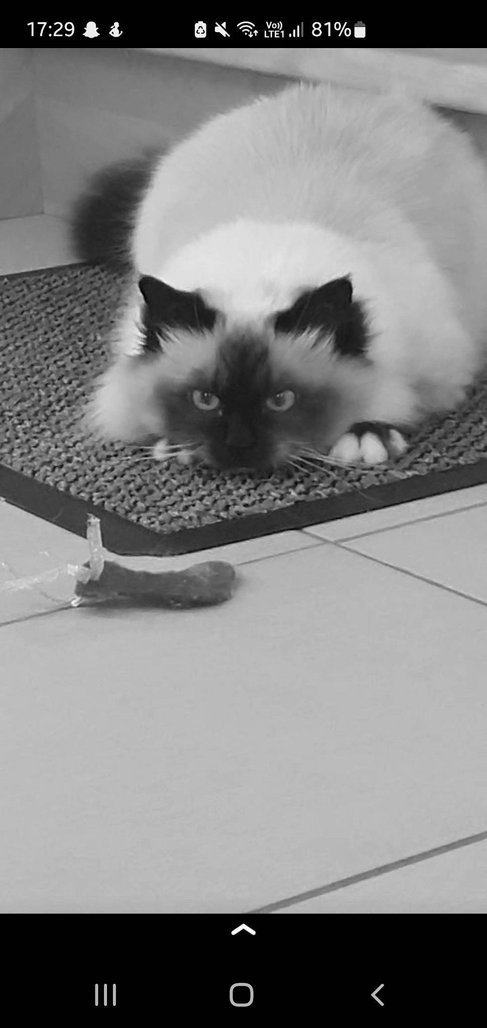Gucci participe au concours pour gagner de l'argent avec cette photo : balinese, birman, carnivore, cat, domestic_short_haired_cat, eye, fawn, felidae, fur, hair, monochrome, monochrome_photography, paw, photo_caption, siamese, small_to_medium_sized_cats, snout, tail, whiskers