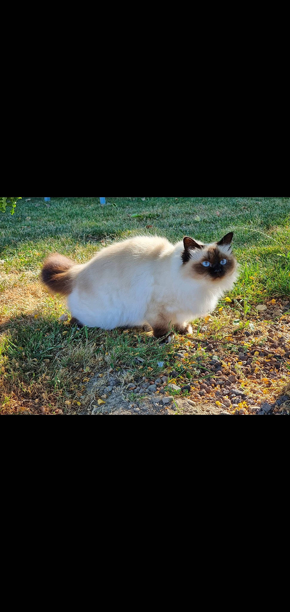 Gucci a rejoint le concours — aidez-le/la à gagner de superbes lots ! balinese, carnivore, cat, fawn, felidae, fur, grass, landscape, mammal, plant, shadow, siamese, sky, small_to_medium_sized_cats, sunlight, tail, terrestrial_animal, tints_and_shades, vertebrate, whiskers