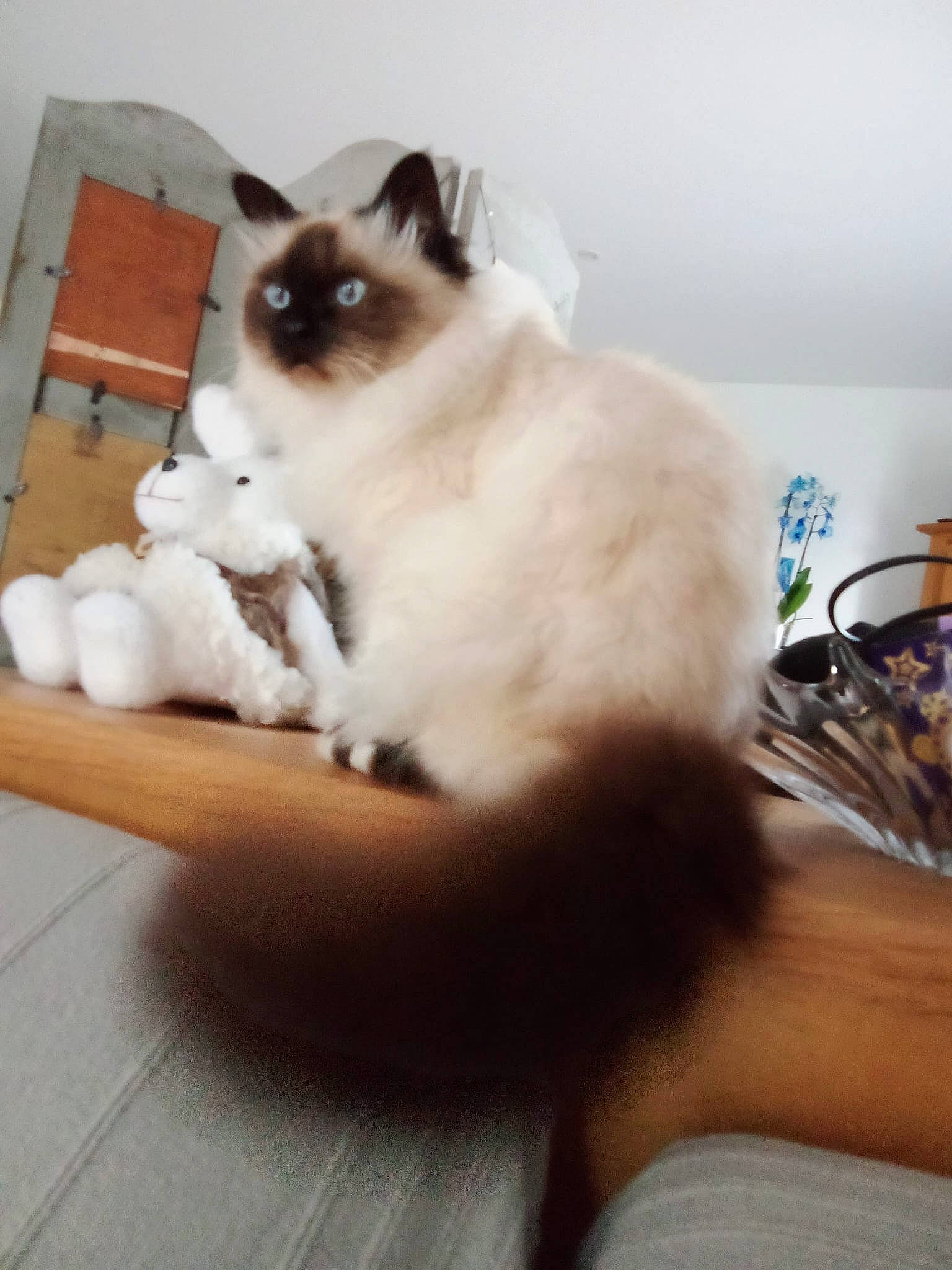 Gucci a rejoint le concours — aidez-le/la à gagner de superbes lots ! balinese, birman, carnivore, cat, comfort, fawn, felidae, flooring, foot, fur, hardwood, paw, siamese, small_to_medium_sized_cats, snout, tail, terrestrial_animal, thai, whiskers, wood