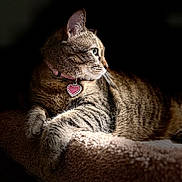 Shirley joined the competition — help win amazing prizes! animal, calm, cat, close_up, collar, cozy_bed, feline, heart_shaped_tag, indoor, light_and_shadow, pet, portrait, quiet, relaxed, resting, side_view, soft_texture, striped_fur, tabby, whiskers