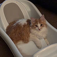 Plato joined the competition — help win amazing prizes! cat, orange_cat, white_cat, fluffy, long_hair, feline, pet, animal, sitting, lounging, looking_at_camera, whiskers, ears, eyes, paws, fur, high_chair, indoor, portrait, funny