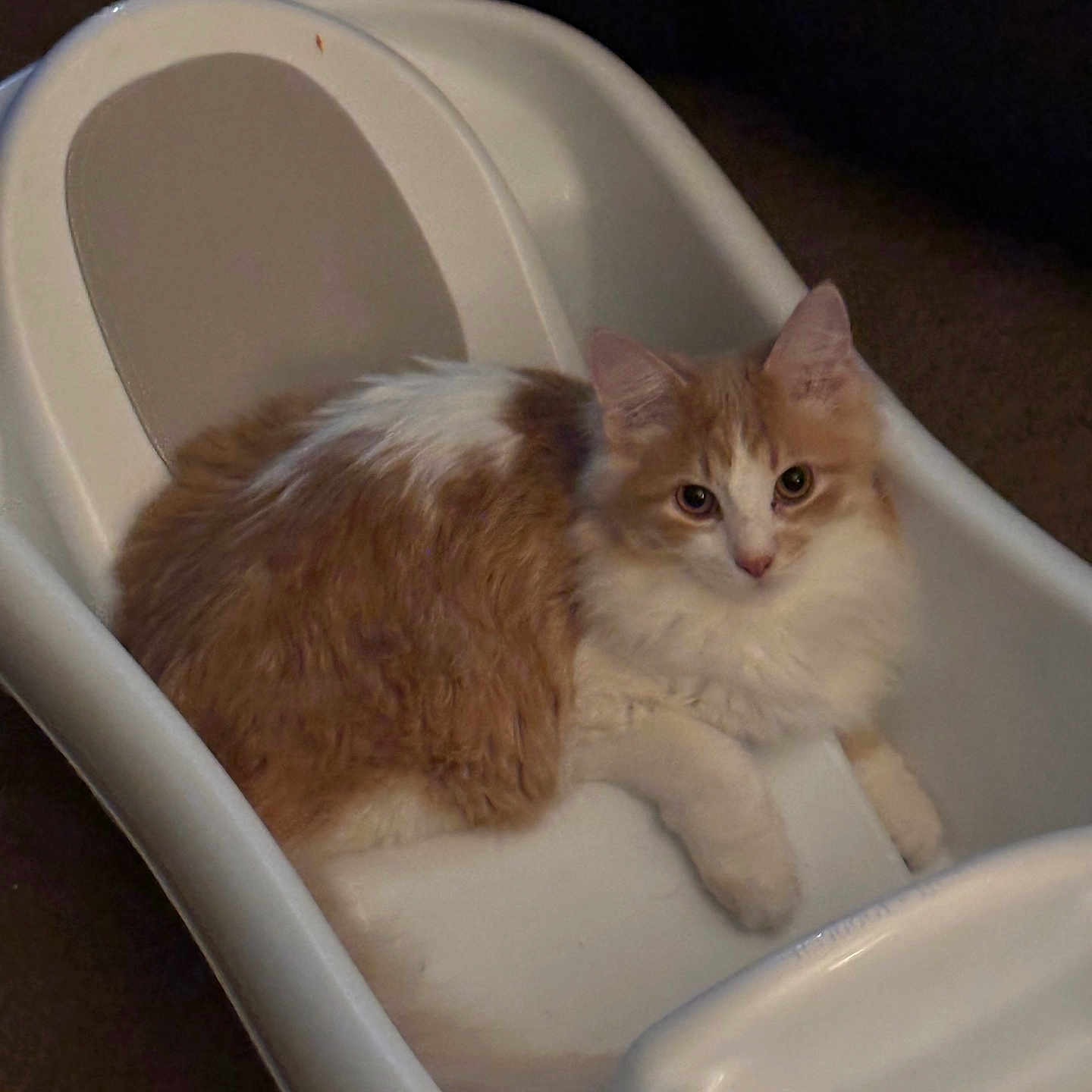 Plato joined the competition — help win amazing prizes! cat, orange_cat, white_cat, fluffy, long_hair, feline, pet, animal, sitting, lounging, looking_at_camera, whiskers, ears, eyes, paws, fur, high_chair, indoor, portrait, funny
