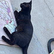 Nietzsche is registered to the contest to win money with this photo: black_cat, cat, feline, animal, pet, lying_down, lounging, outdoor, concrete, sidewalk, mat, colorful_mat, tail, paws, whiskers, ears, fur, relaxed, hose, photography