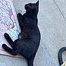 black_cat, cat, feline, animal, pet, lying_down, lounging, outdoor, concrete, sidewalk, mat, colorful_mat, tail, paws, whiskers, ears, fur, relaxed, hose, photography