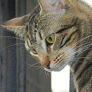 Gru participe au concours pour gagner de l'argent avec cette photo :