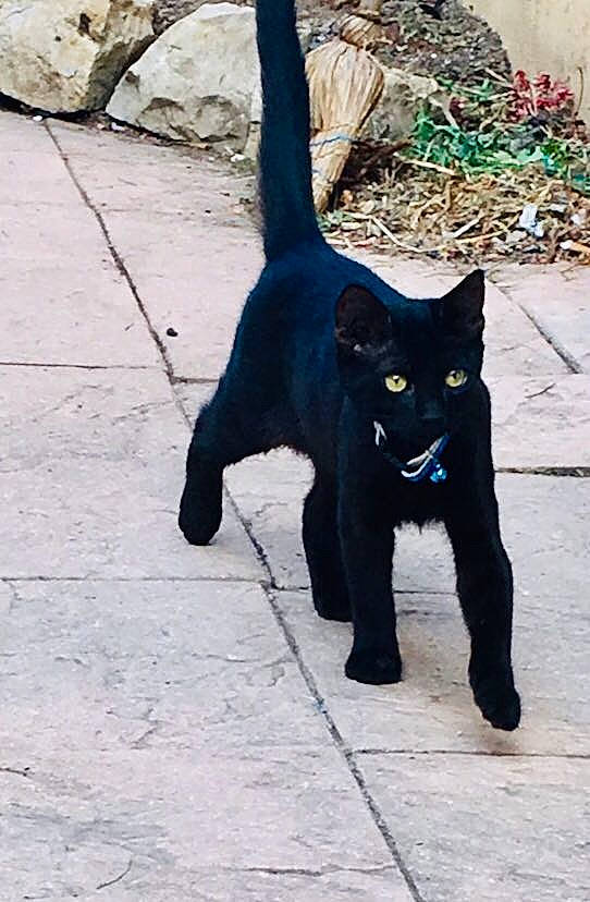 Simba participe au concours pour gagner de l'argent avec cette photo : black, black_cat, bombay, carnivore, cat, domestic_short_haired_cat, felidae, fur, mammal, organism, small_to_medium_sized_cats, tail, whiskers