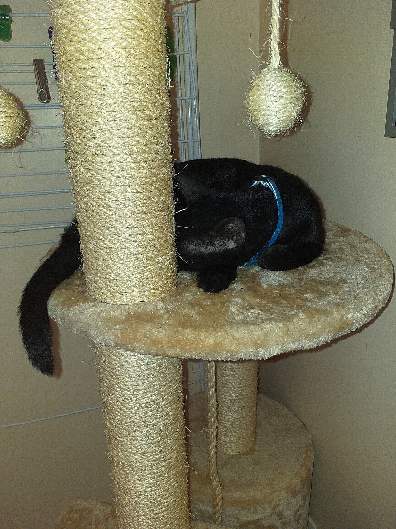 Simba a rejoint le concours — aidez-le/la à gagner de superbes lots ! cat, cat_furniture, cat_supply, felidae, small_to_medium_sized_cats