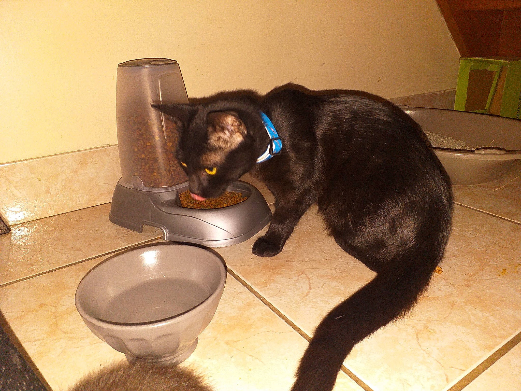 Simba participe au concours pour gagner de l'argent avec cette photo : black_cat, canidae, carnivore, cat, dog_breed, felidae, floor, flooring, mammal, small_to_medium_sized_cats, sporting_group, tail