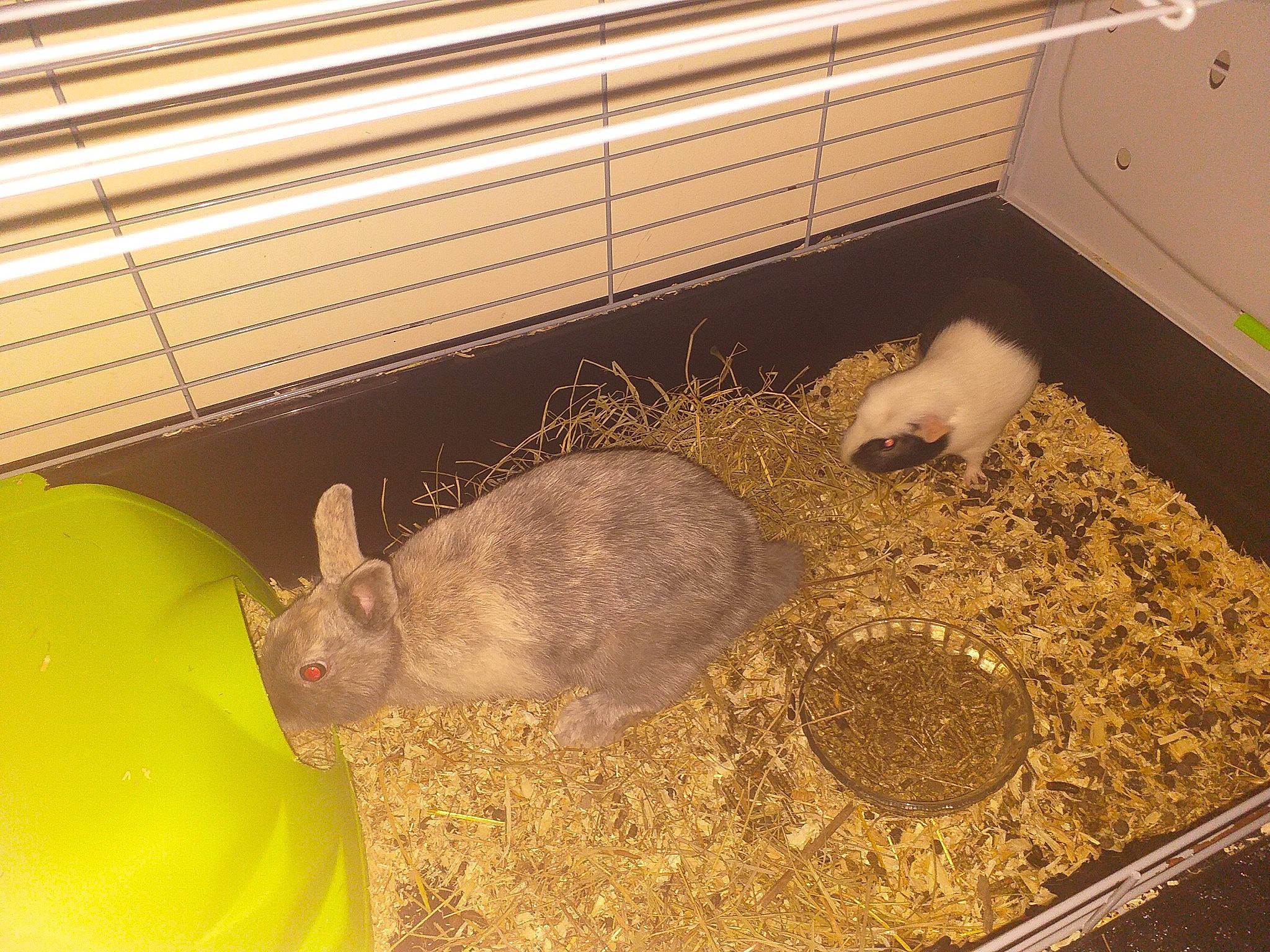 Youna participe au concours pour gagner de l'argent avec cette photo : cage, chinchilla, degu, domestic_rabbit, fawn, rabbit, rabbits_and_hares, rodent, tortoise