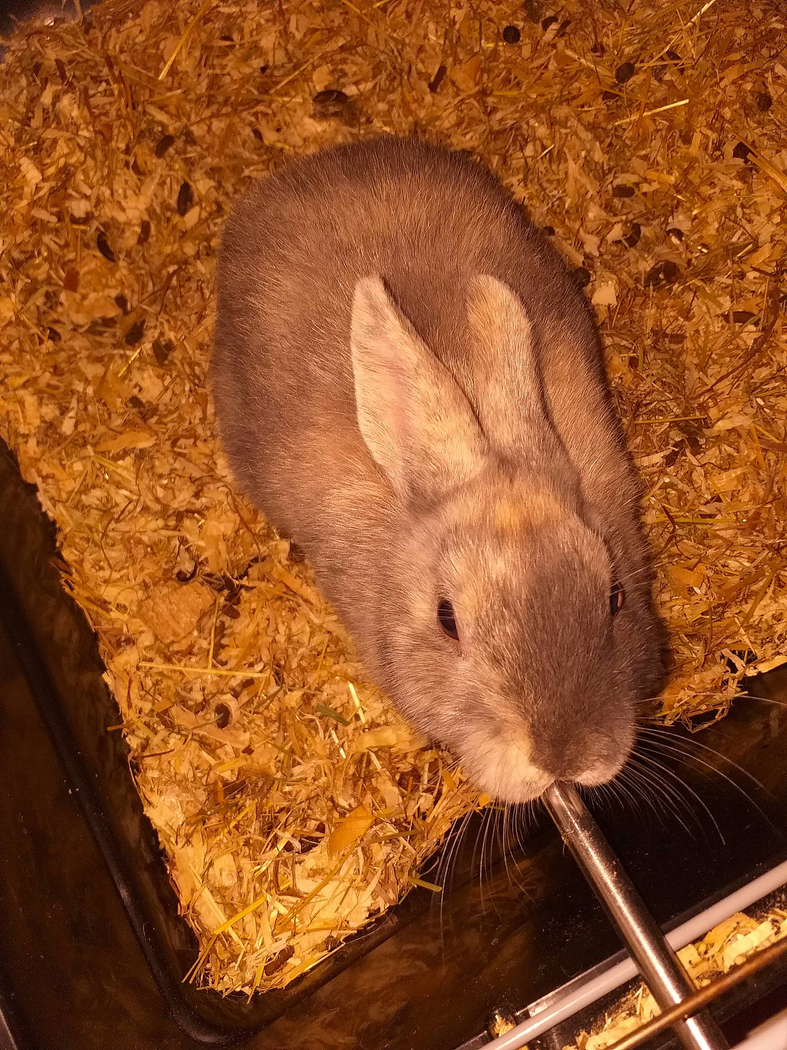 Youna participe au concours pour gagner de l'argent avec cette photo : chinchilla, domestic_rabbit, fawn, gerbil, hare, mammal, mouse, muridae, muroidea, rabbit, rabbits_and_hares, rodent, snout