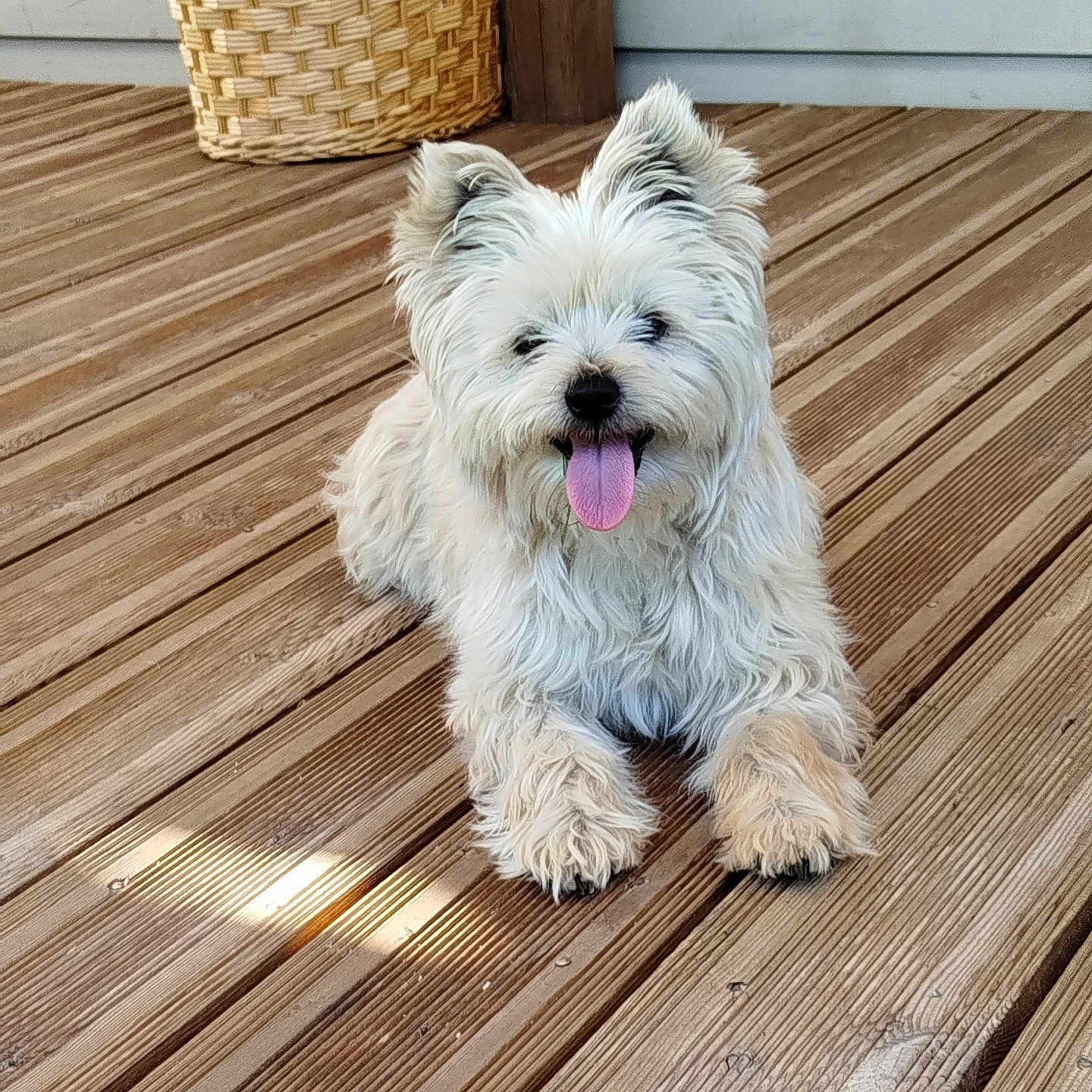 Titi participe au concours pour gagner de l'argent avec cette photo : animal, basket, canine, dog, domestic, ears, fluffy, fur, happy, home, outdoor, pet, relaxed, small_dog, smiling, sunlight, tongue, tongue_out, white_dog, wooden_deck