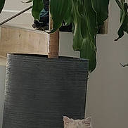 Spinoza participe au concours pour gagner de l'argent avec cette photo : cat, persian_cat, fluffy, long_hair, pet, animal, sitting, indoor, houseplant, potted_plant, planter, greenery, floor, home, portrait, grumpy_expression, white_fur, gray_fur, vertical_photo, furniture