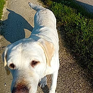 Run participe au concours pour gagner de l'argent avec cette photo : animal, canine, dog, flagstone, gravel, hound, labradorretriever, path, pet, pointer, puppy, road, sidewalk, slate, tarmac, walkway, whitedog