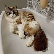 Samba a rejoint le concours — aidez-le/la à gagner de superbes lots ! animal, bathtub, brown, cat, cozy, cute, domestic, feline, fluffy, fur, home, indoor, patterned_wall, paw, pet, relaxed, resting, tail, tile, white