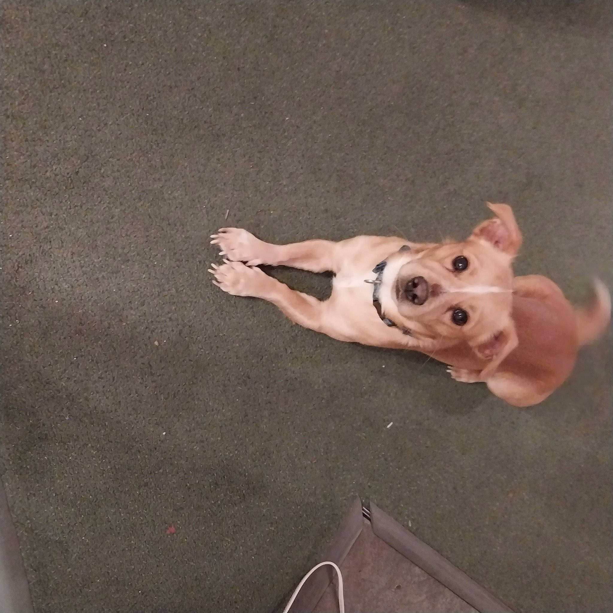 Littleman is registered to the contest to win money with this photo: canidae, carnivore, companion_dog, dog, dog_breed, fawn, flooring, foot, gesture, human_leg, nail, paw, snout, sporting_group, suidae, tail, toy, wood, working_animal, wrist