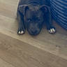 animal, black_dog, blue_cushion, calm, canine, companion, dog, domestic_animal, ears, flooring, fur, indoor, laying_down, looking_up, paws, pet, relaxed, resting, white_paws, wooden_floor