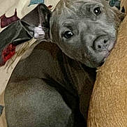 Tanna Boots joined the competition — help win amazing prizes! dog, gray_dog, pet, blanket, patterned_blanket, cushion, resting, indoor, animal, cute, ears, face, canine, fur, looking, portrait, cozy, relaxed, home, companion
