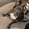 Tanna Boots is registered to the contest to win money with this photo: dog, pet, brown_dog, blue_eyes, blanket, indoor, curious, lying_down, collar, canine, companion, animal, fur, ears, tail, domestic_animal, two_dogs, resting, looking_up, cozy
