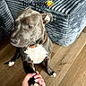 dog, paw, hand, wooden_floor, couch, indoor, pet, brown_dog, white_chest, collar, holding_paw, person_hand, floor, furniture, canine, domestic_animal, cute, friendly, animal, companion