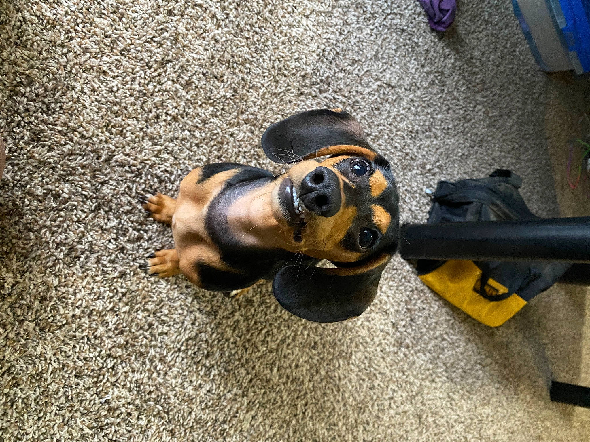 Lennon is registered to the contest to win money with this photo: asphalt, canidae, carnivore, companion_dog, dog, dog_breed, fashion_accessory, fawn, flooring, guard_dog, metal, paw, road, road_surface, shadow, sidewalk, sporting_group, tar, toy_dog, working_animal