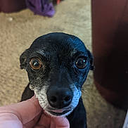 Roxy is registered to the contest to win money with this photo: dog, pet, close_up, black_dog, hand, indoor, carpet, furniture, cute, animal, face, tongue, small_dog, canine, looking, domestic_animal, expression, friendly, human_hand, cozy