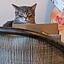 cat, tabby, chair, cardboard_box, indoor, furniture, pet, animal, table, wall, expression, looking, resting, home, domestic, curious, texture, gray, striped, ears