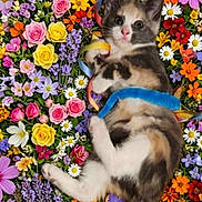 Banzaï a rejoint le concours — aidez-le/la à gagner de superbes lots ! adorable, animal, bright, calico, cat, closeup, colorful, cute, flora, flowers, garden, kitten, laying, nature, pet, playful, ribbons, small, soft, spring