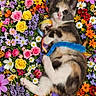 adorable, animal, bright, calico, cat, closeup, colorful, cute, flora, flowers, garden, kitten, laying, nature, pet, playful, ribbons, small, soft, spring