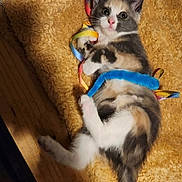 Banzaï a rejoint le concours — aidez-le/la à gagner de superbes lots ! animal, carpet, cat, colorful, curious, cute, domestic, fluffy, fur, indoor, kitten, paws, pet, playful, relaxed, ribbons, tail, toy, whiskers, young