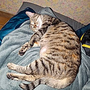 Moumoune participe au concours pour gagner de l'argent avec cette photo : cat, tabby, sleeping, indoor, blanket, feline, fur, striped, cozy, resting, pet, animal, cute, relaxing, comfort, paw, tail, home, wallpaper, soft